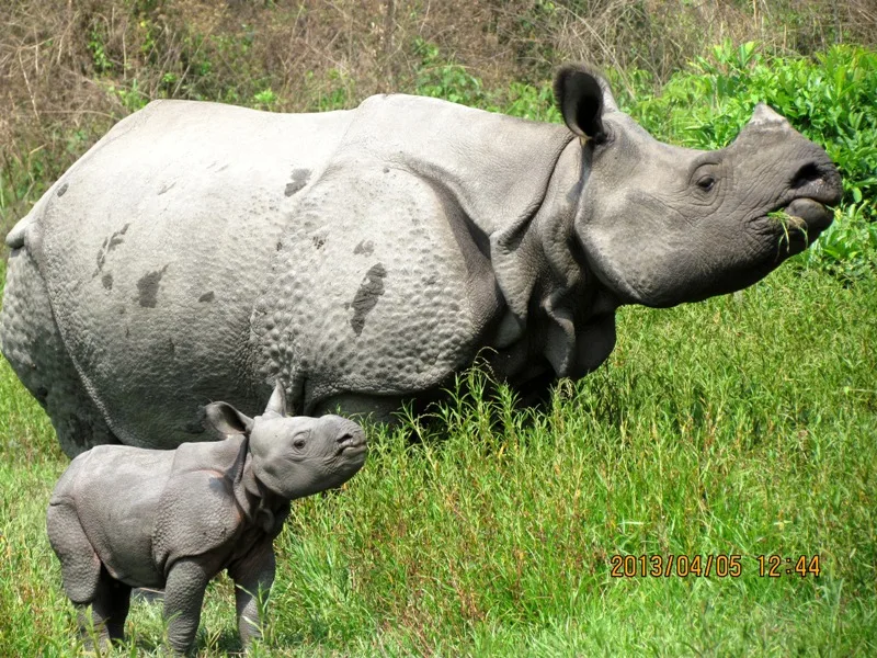 Wildlife Trust Of India