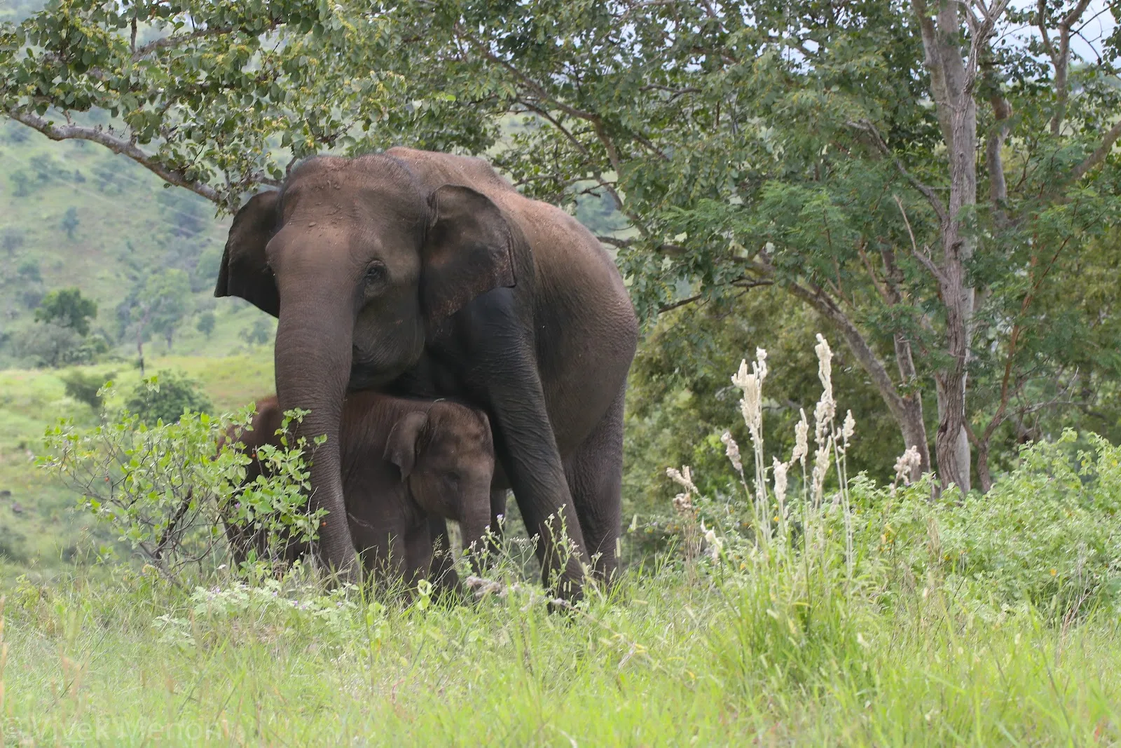 Wildlife Trust Of India