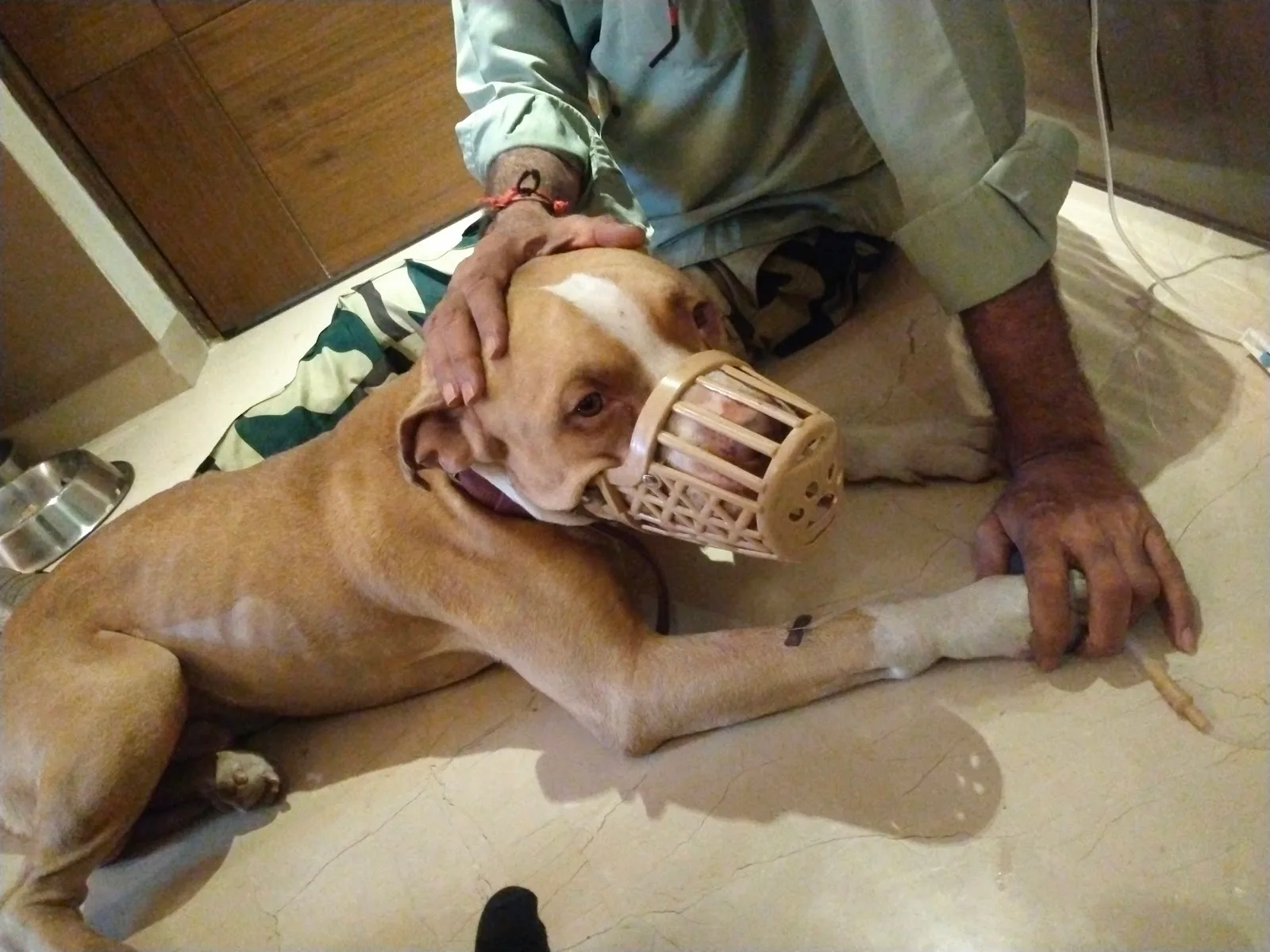 Woof and Well Pet Care