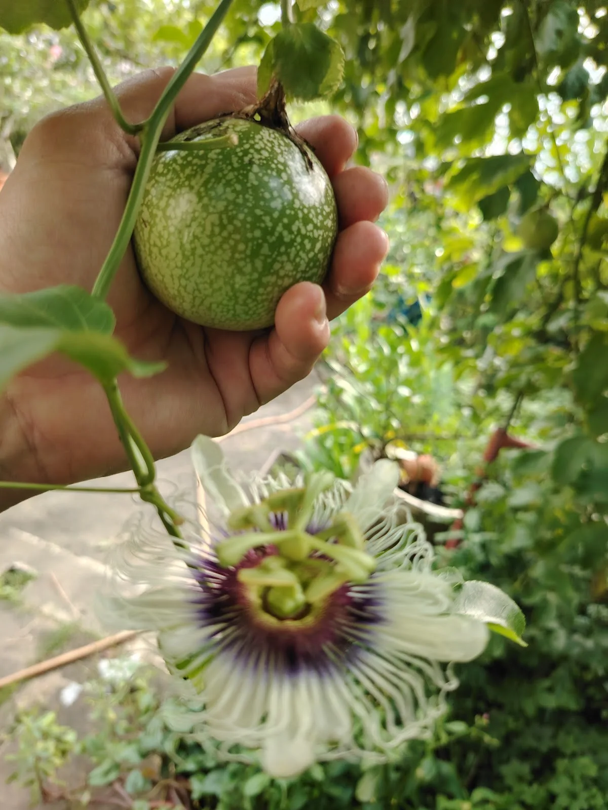 Green Passion Farm