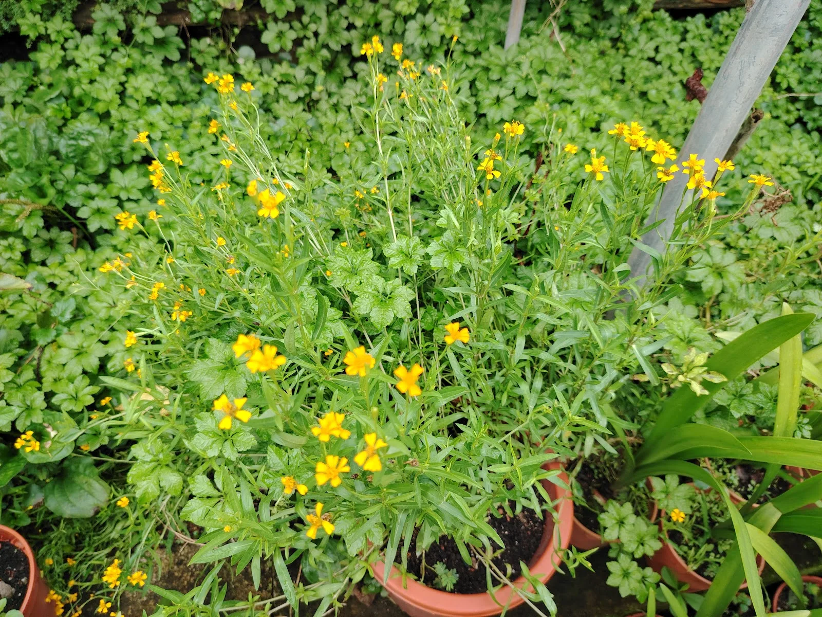 Green Passion Farm