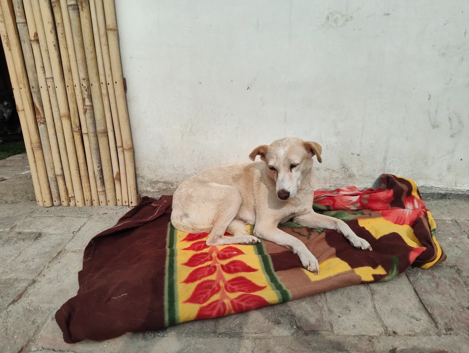 Laxmi Animal shelter