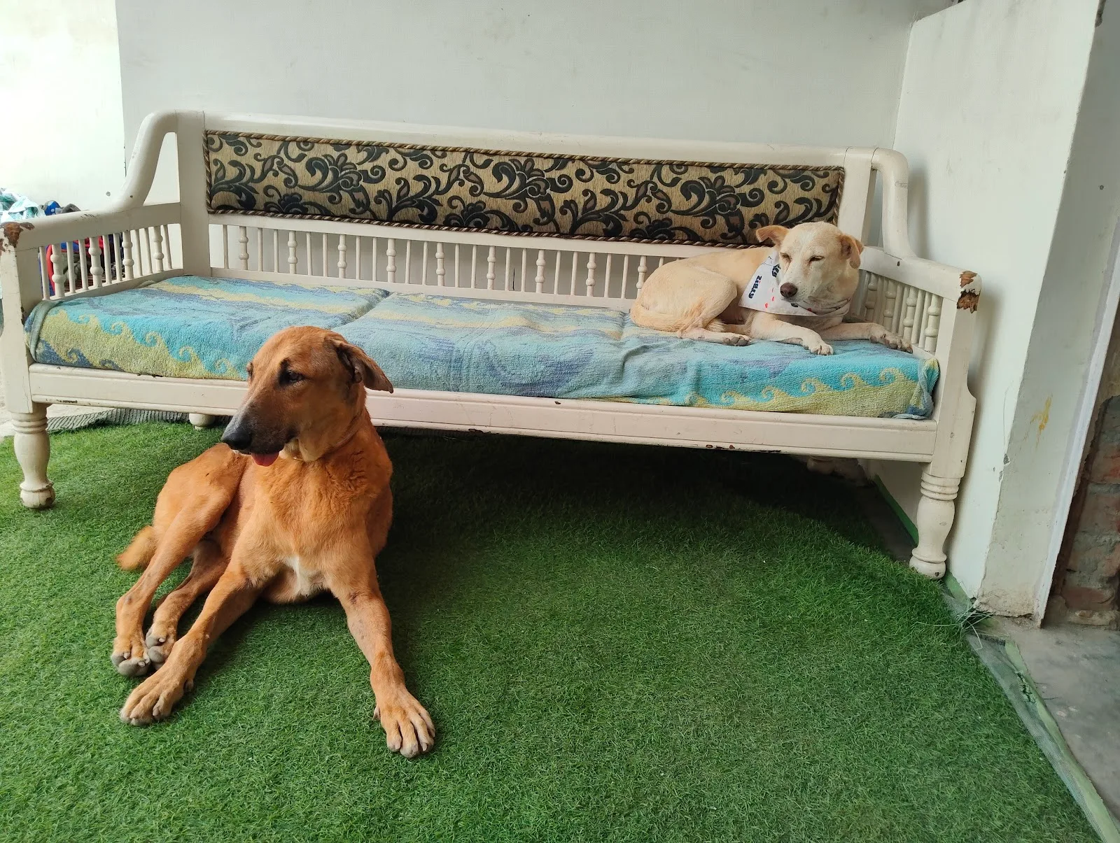Laxmi Animal shelter