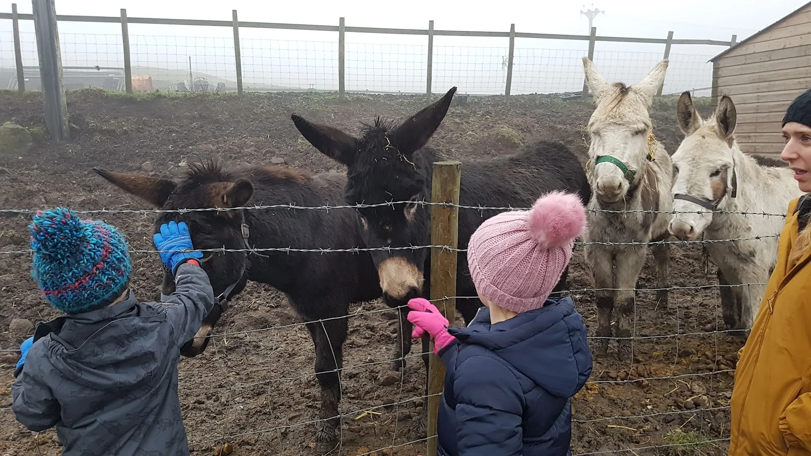 Animals In Distress Field of Dreams