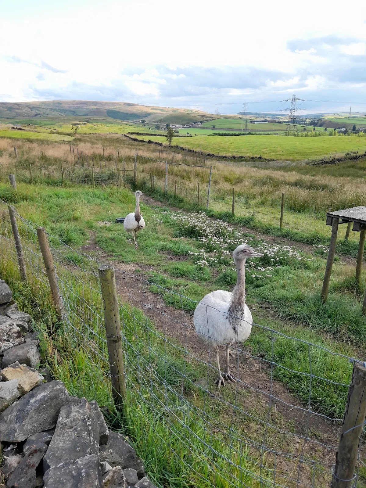 Animals In Distress Field of Dreams