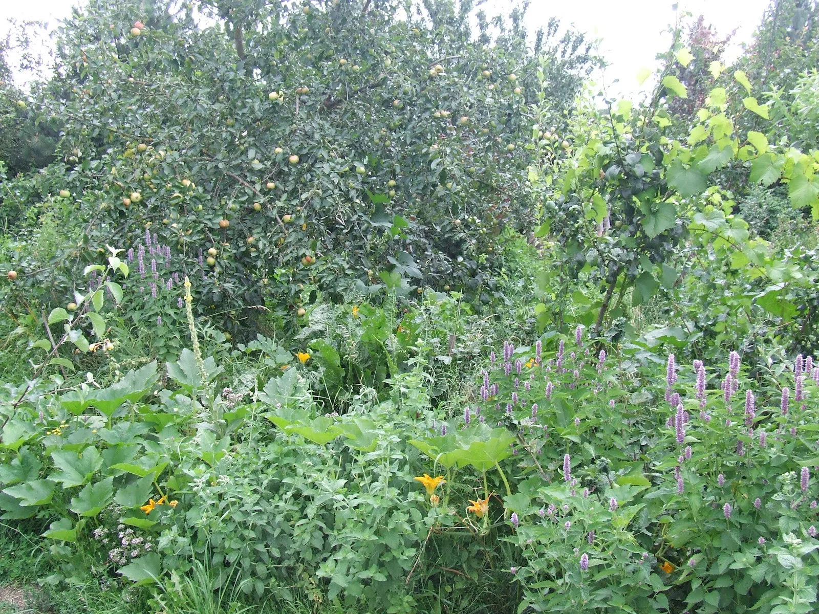 Österreichisches Waldgarten-Institut