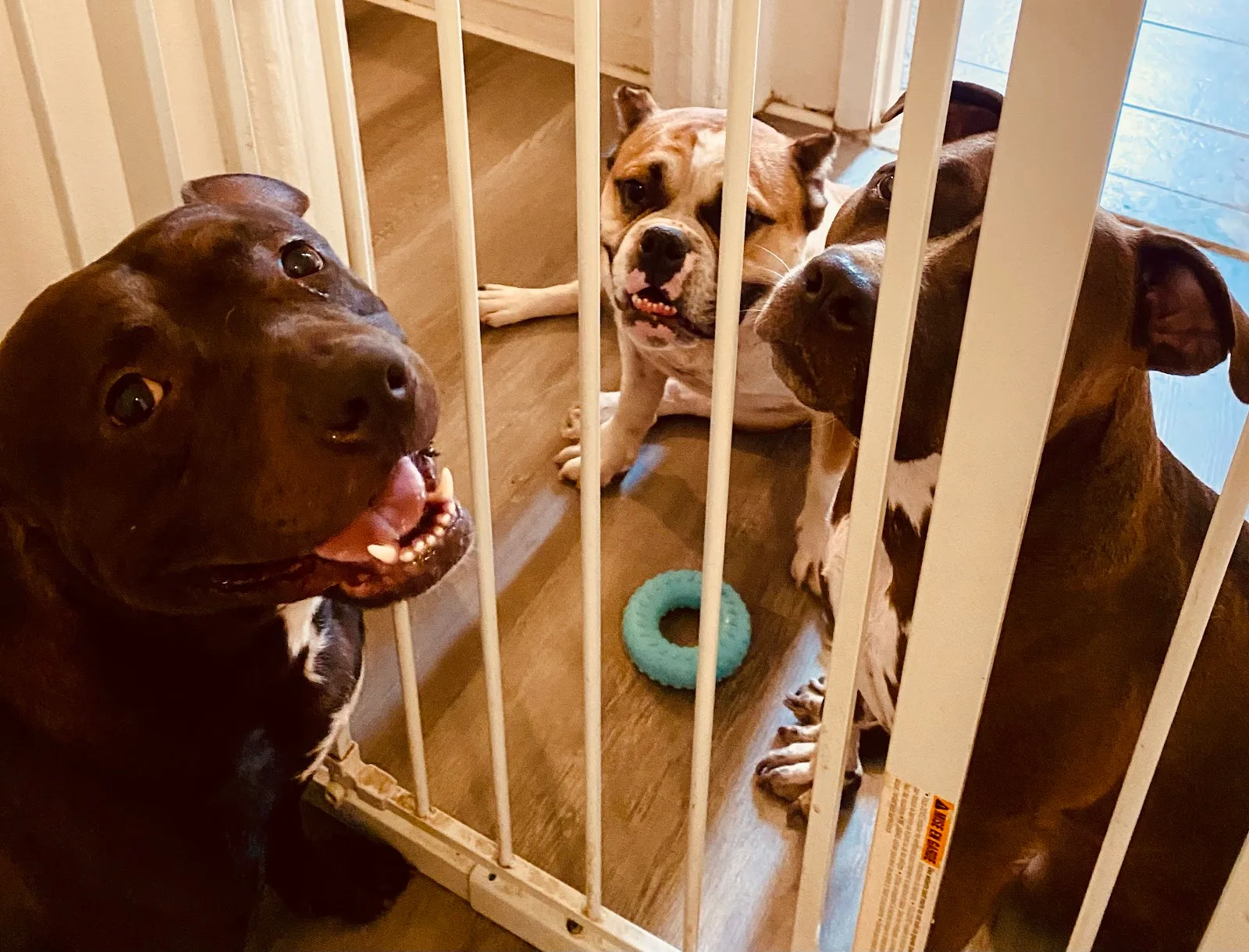 Animal Care Centers of NYC - Queens