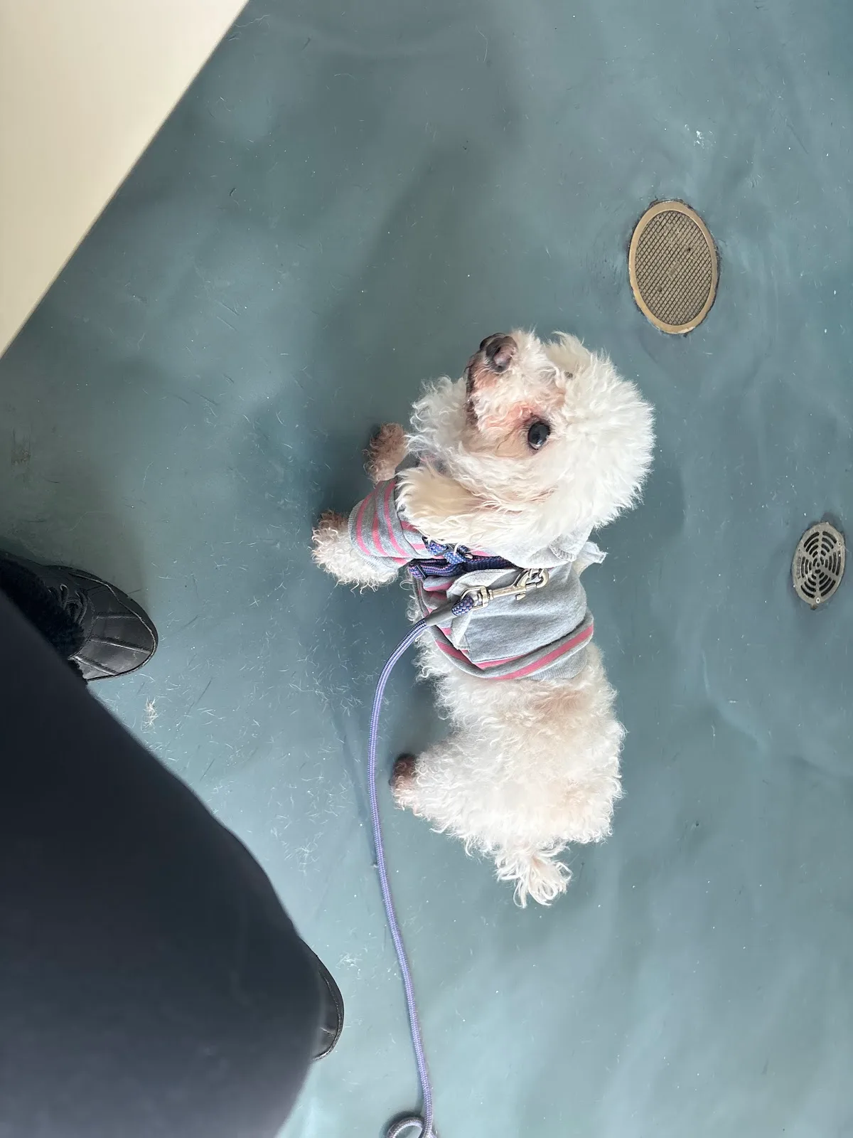 Animal Care Centers of NYC - Queens