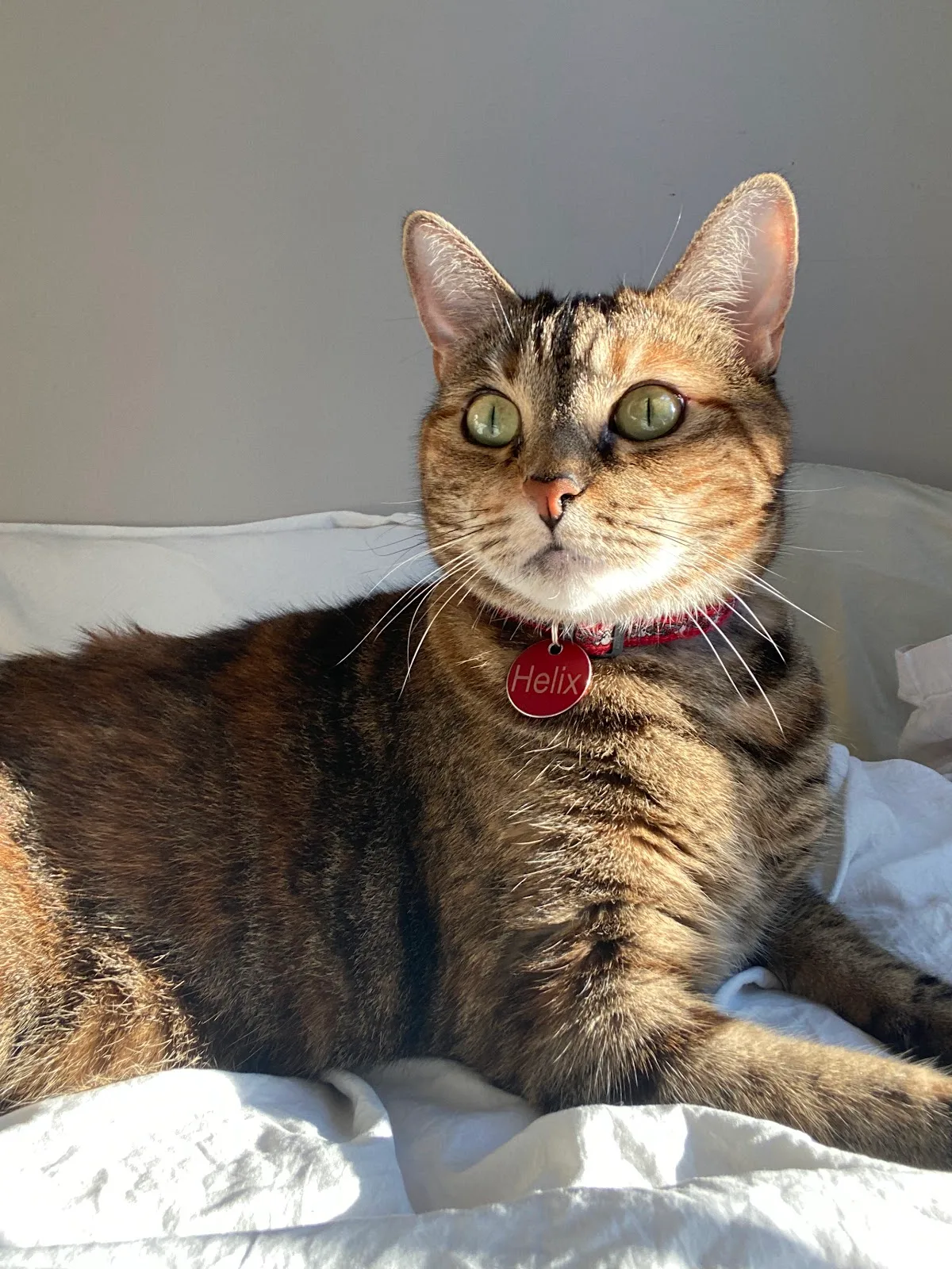 Animal Care Centers of NYC - Queens