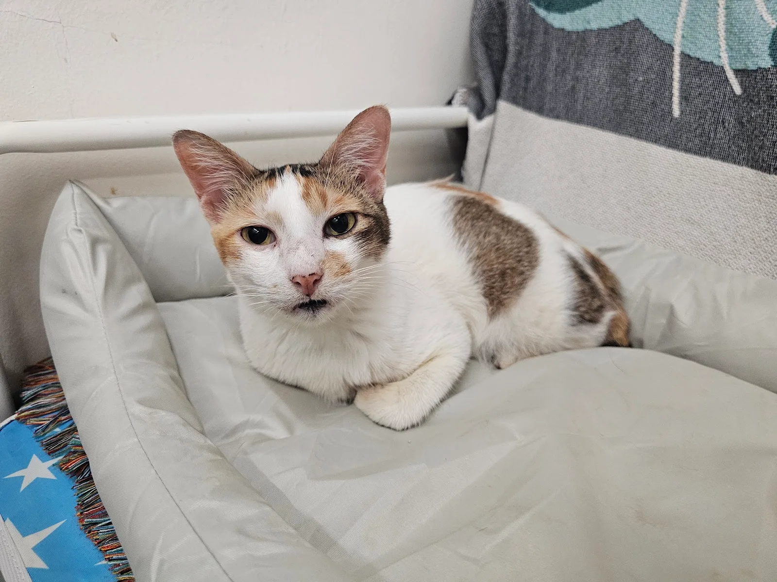 Mettacats & Dogs Sanctuary