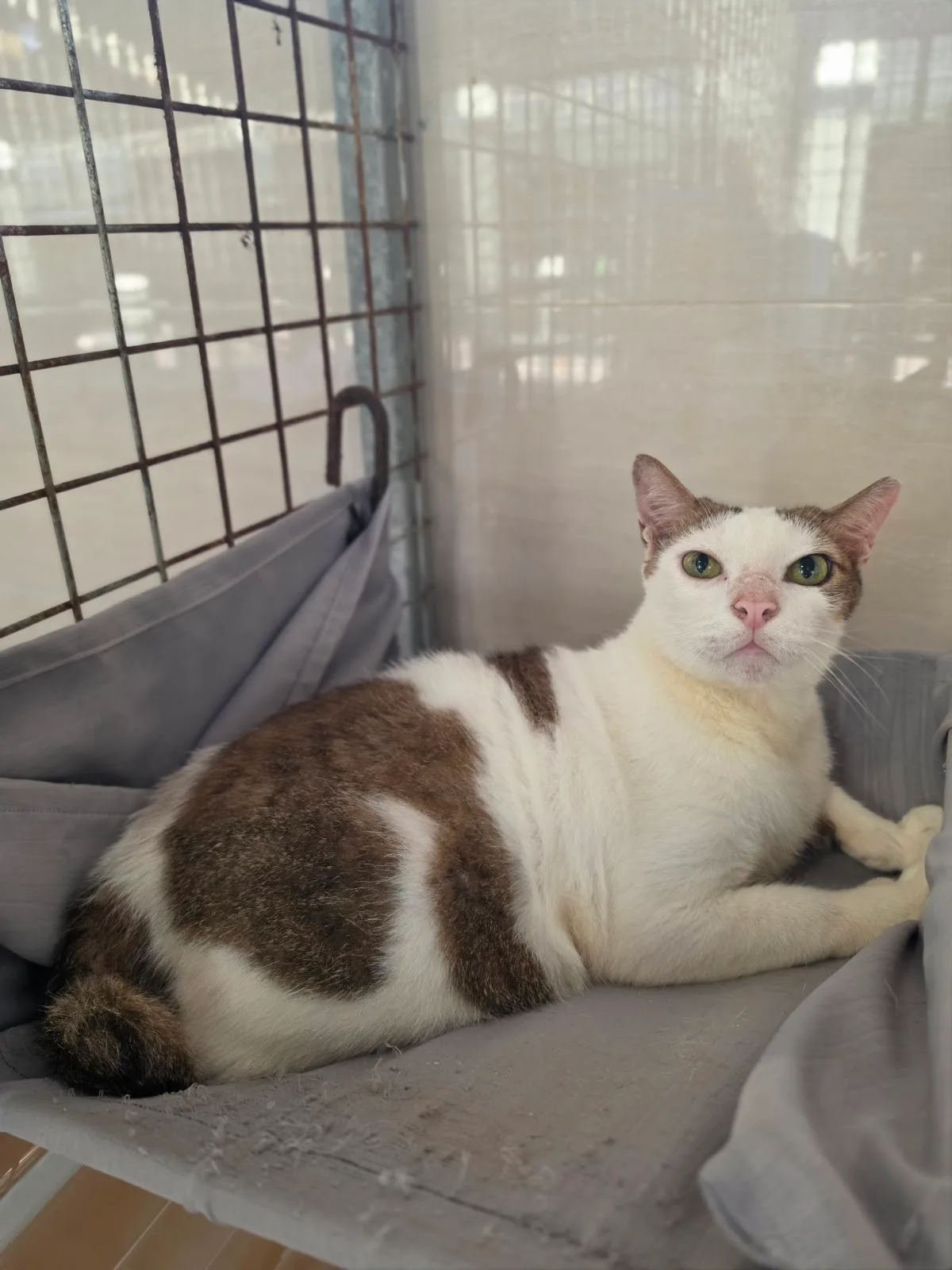 Mettacats & Dogs Sanctuary