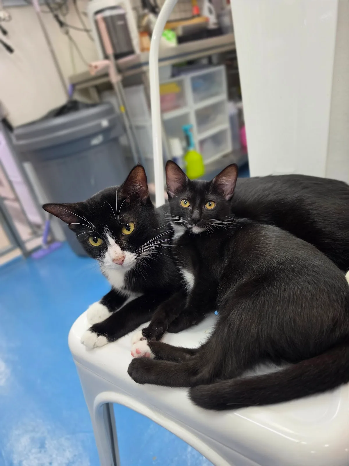 Mettacats & Dogs Sanctuary