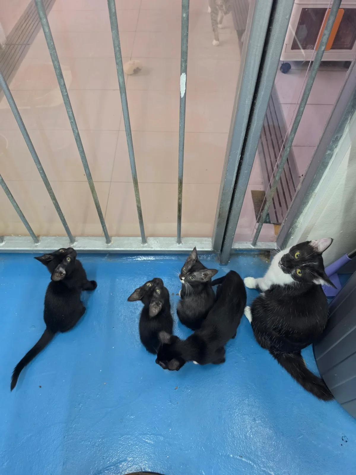 Mettacats & Dogs Sanctuary