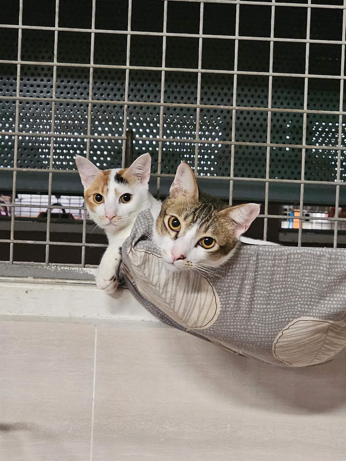 Mettacats & Dogs Sanctuary