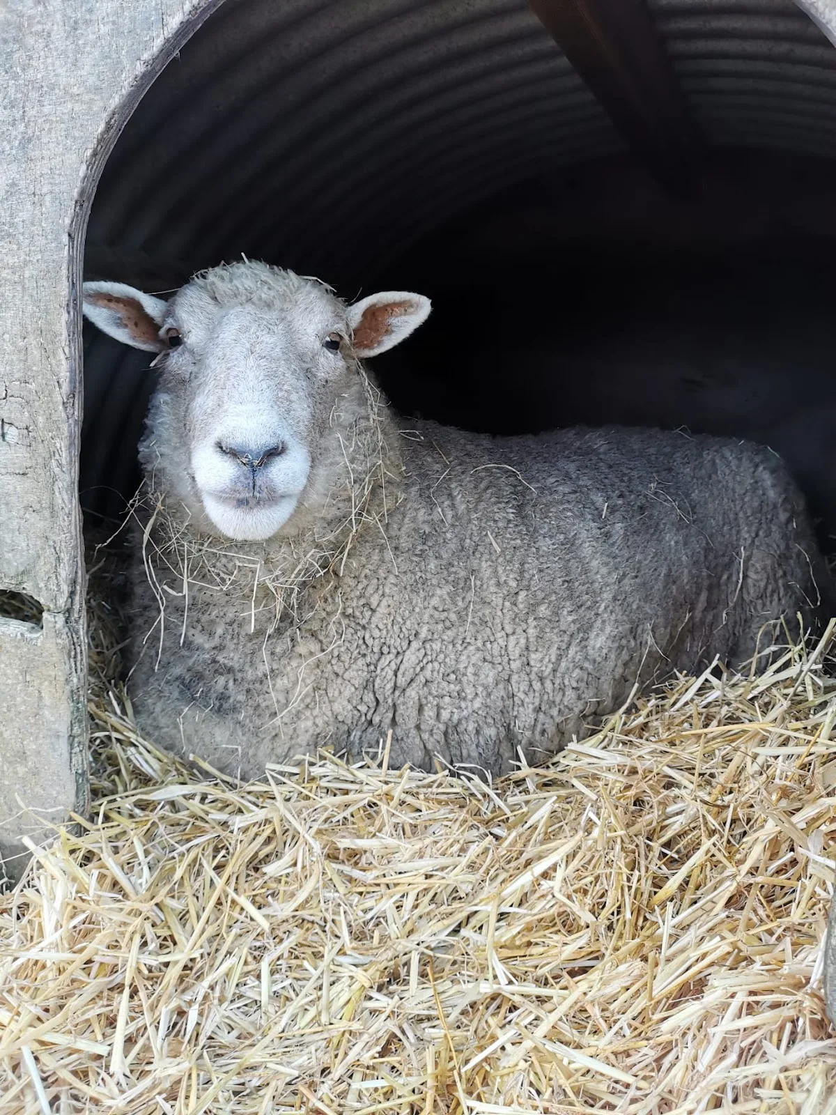 Happyfields Animal Sanctuary