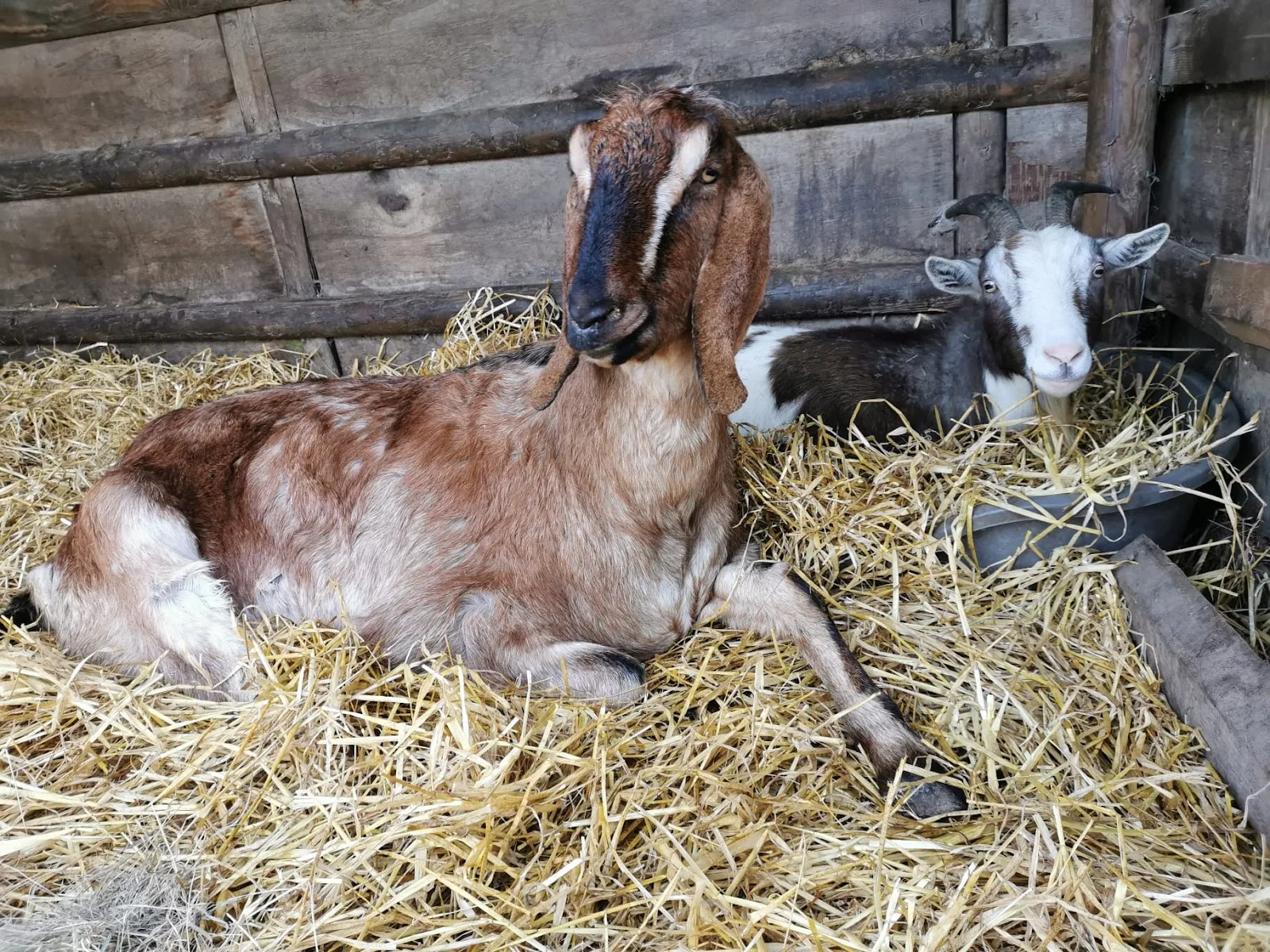 Happyfields Animal Sanctuary