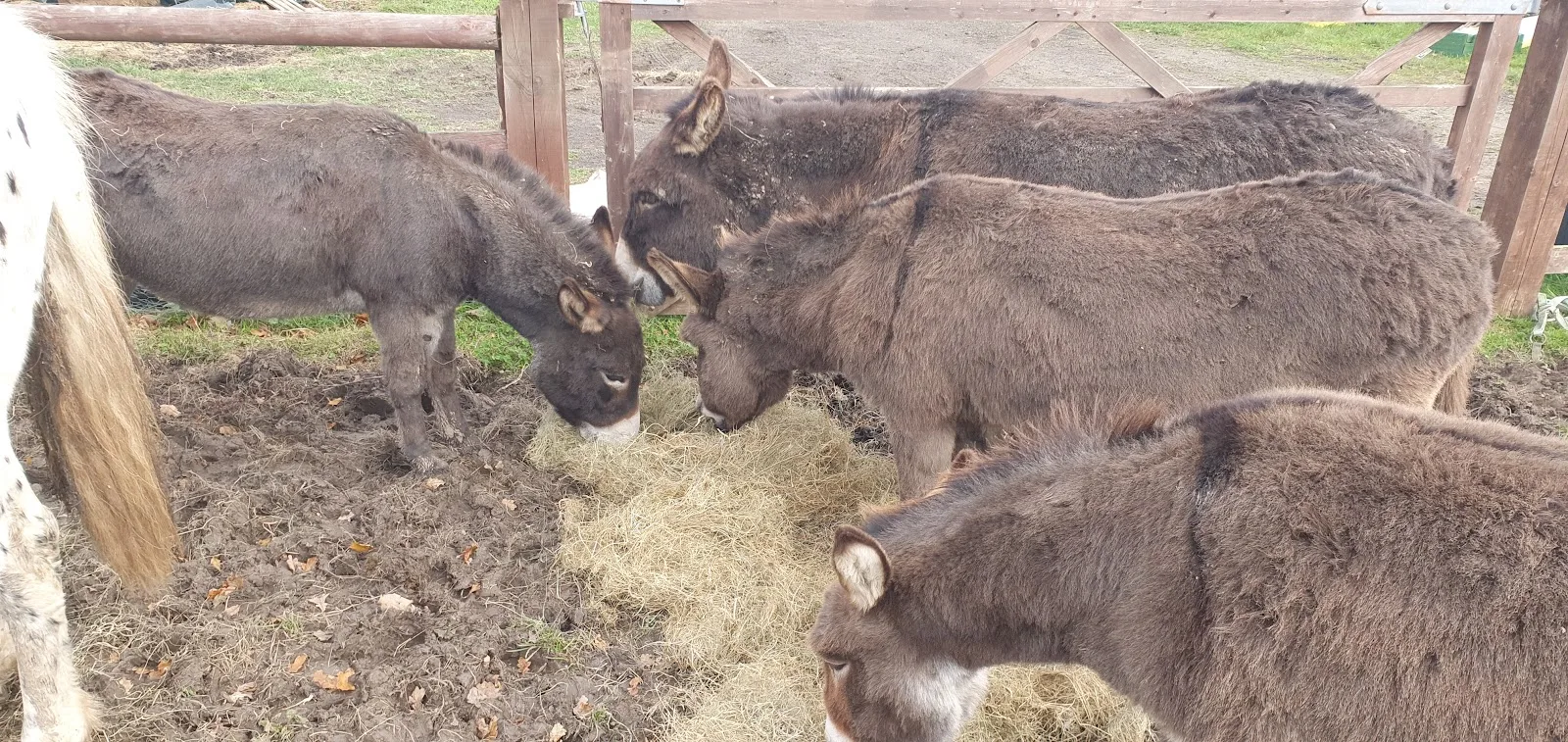 Happyfields Animal Sanctuary