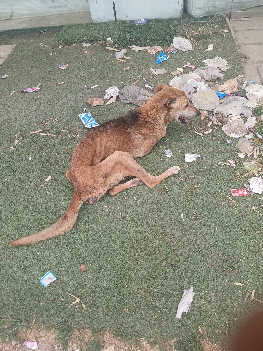 Samathva NGO