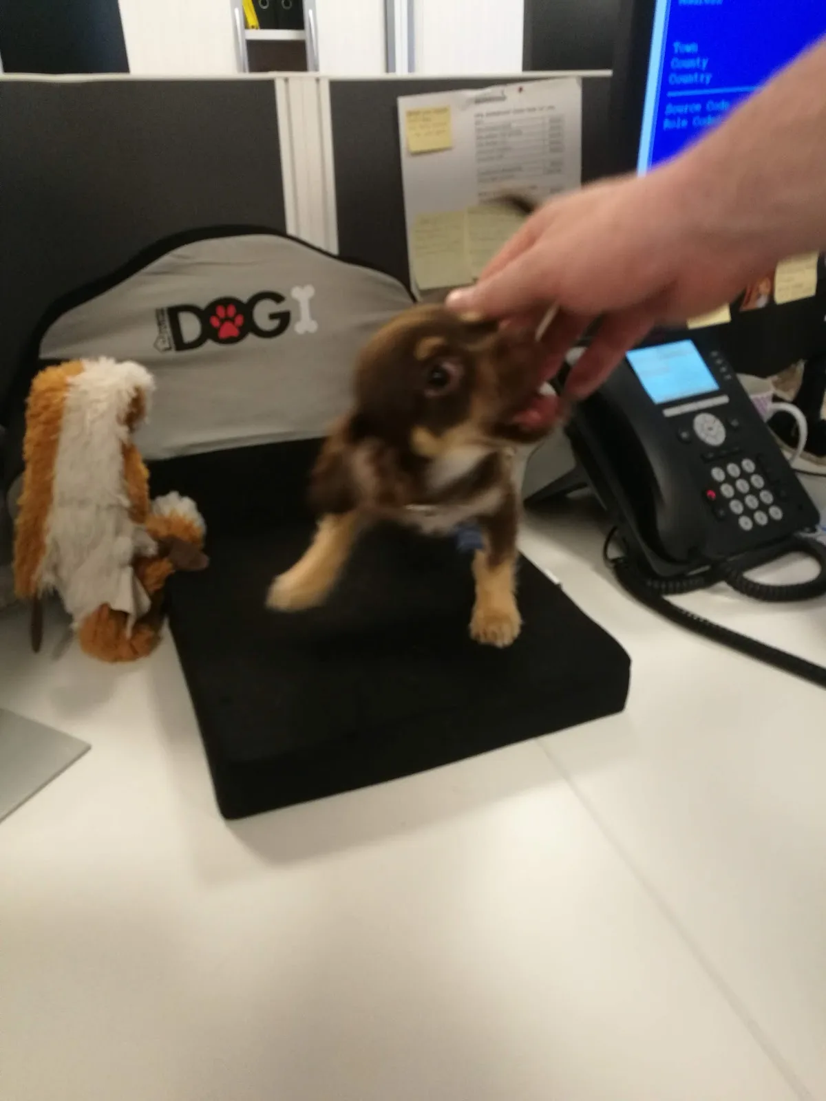 Dogs Trust