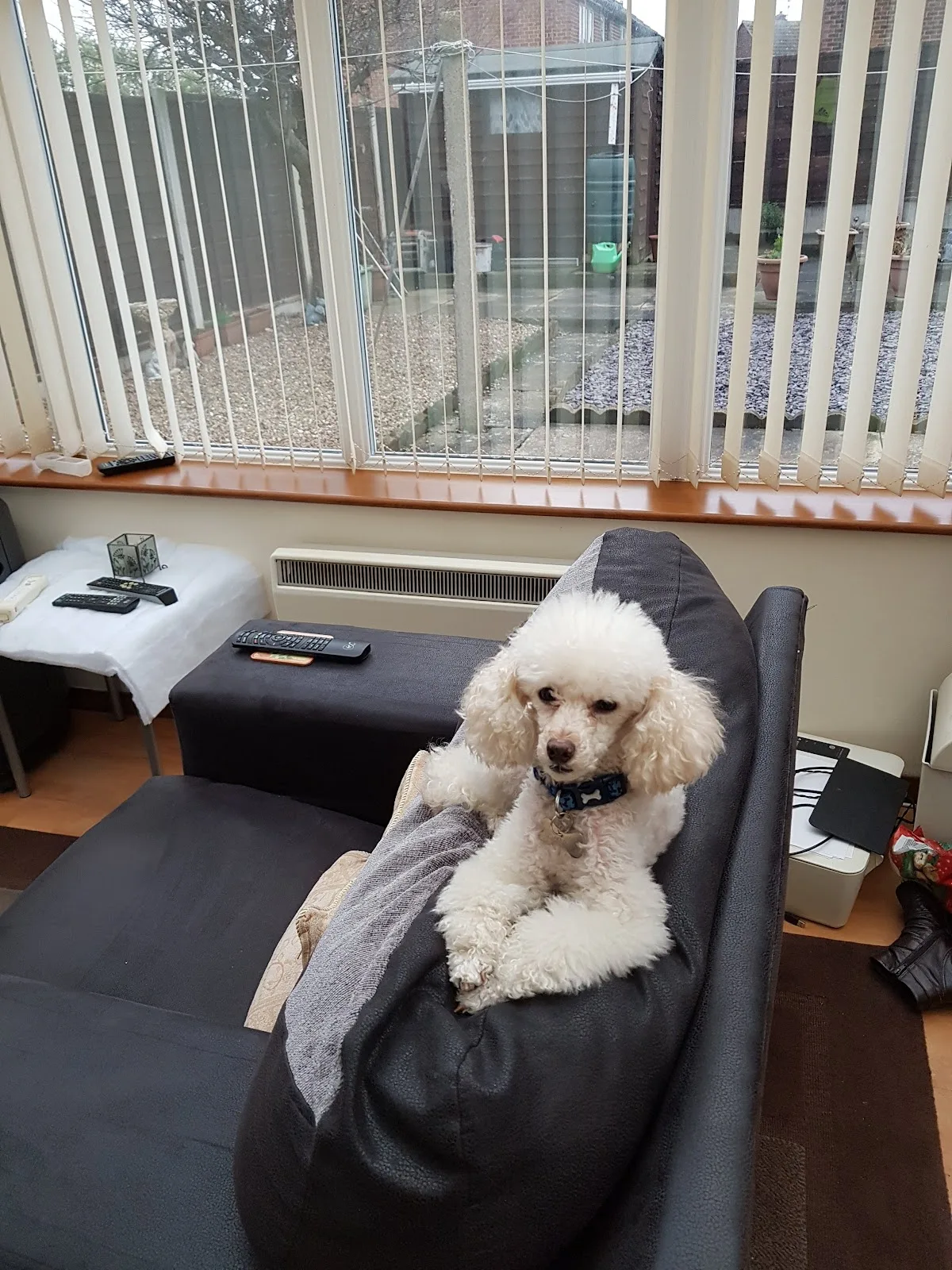 Dogs Trust