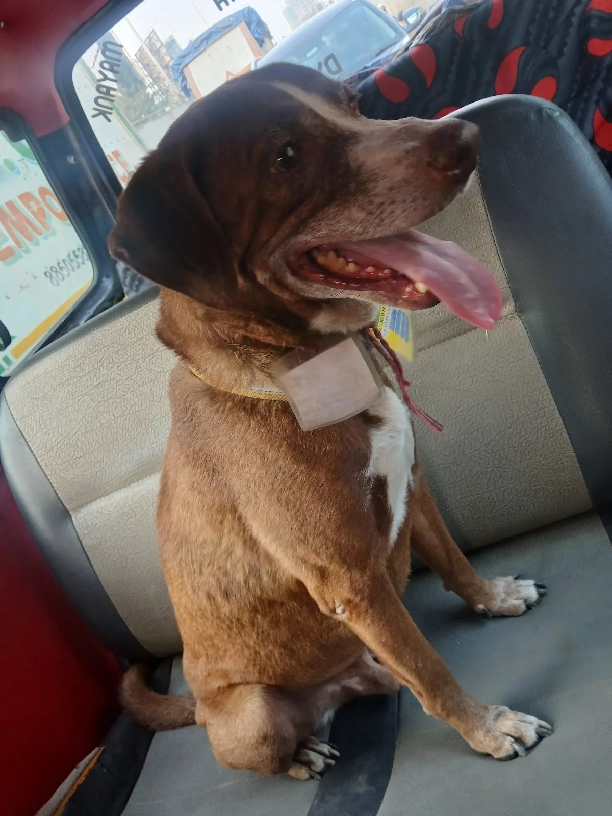 Shree vankatesh animal ambulance service 24/7
