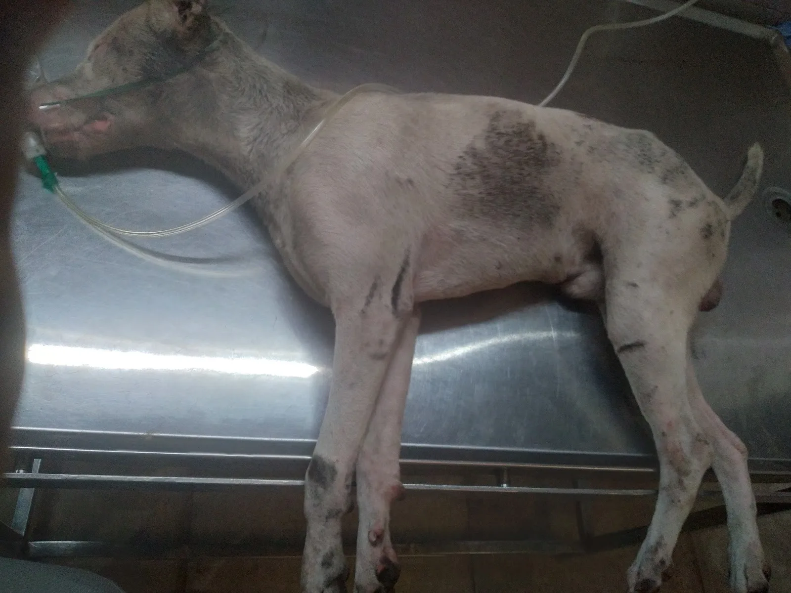 Shree vankatesh animal ambulance service 24/7