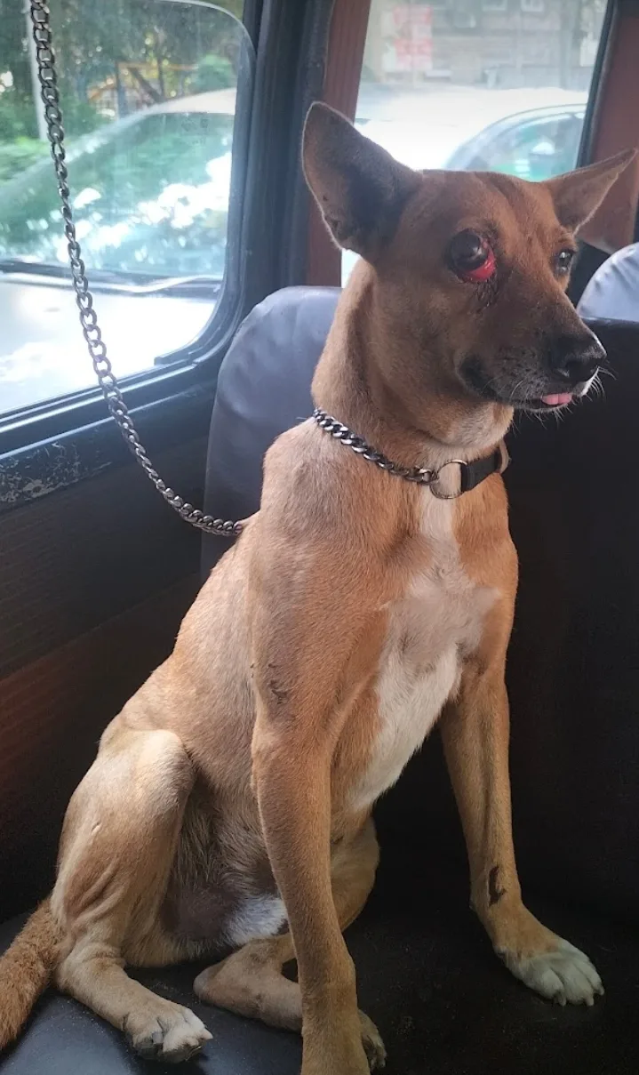 Shree vankatesh animal ambulance service 24/7
