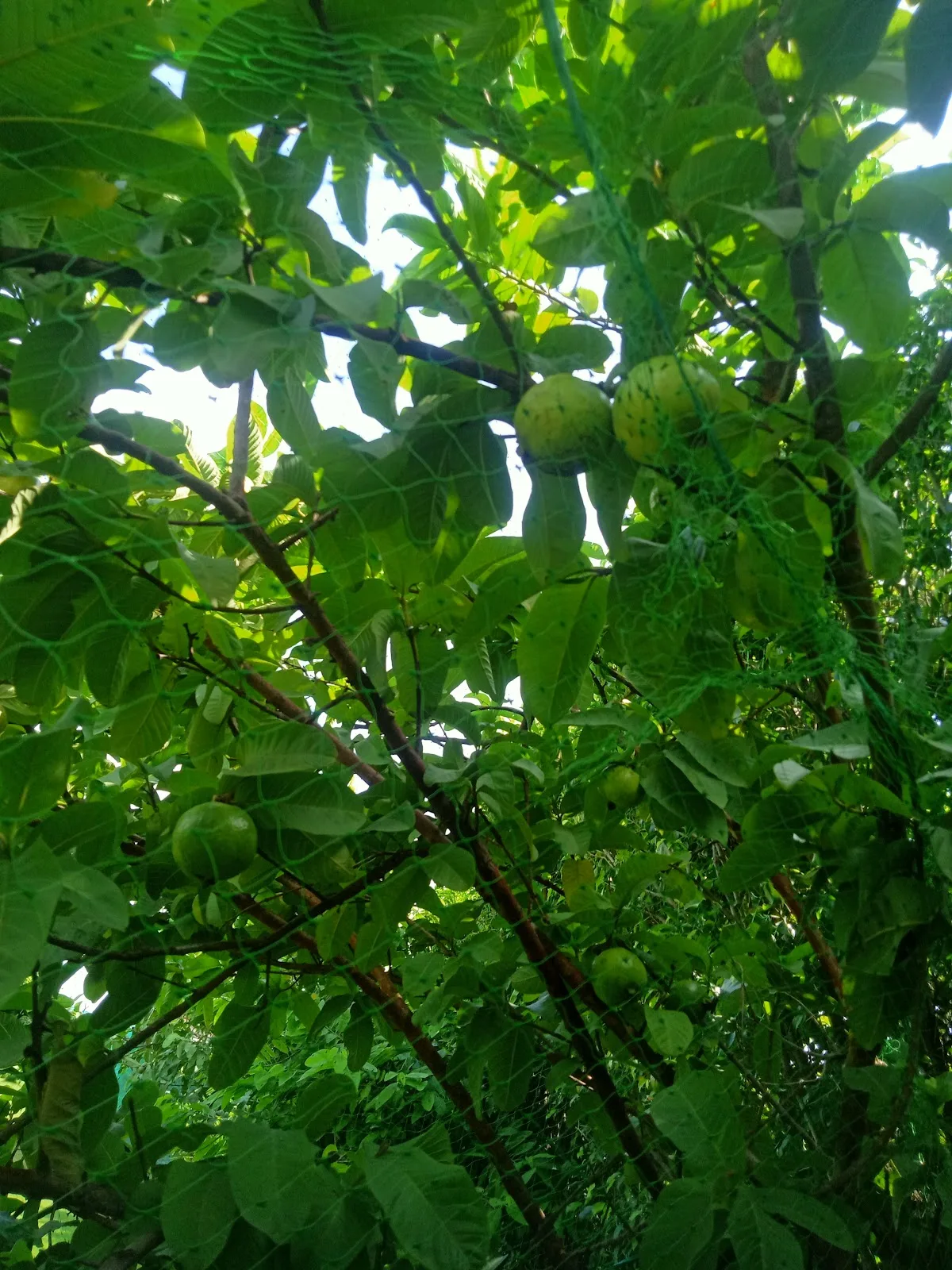 Bhagawan Mahaveer Park