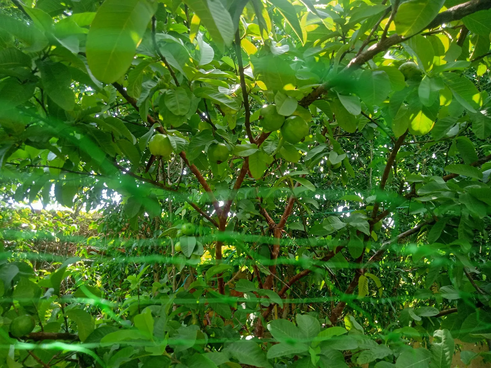Bhagawan Mahaveer Park