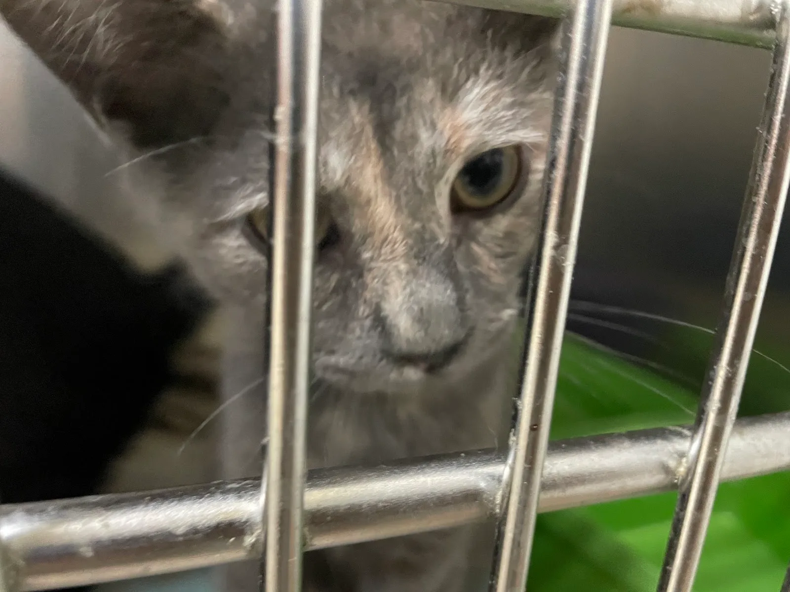 Galveston Island Humane Society