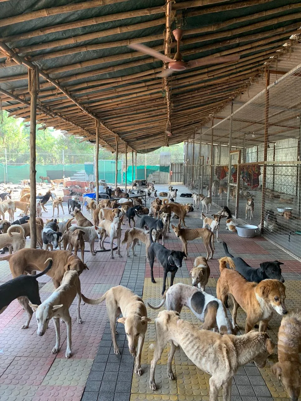 Hands That Heal Animal Care Foundation