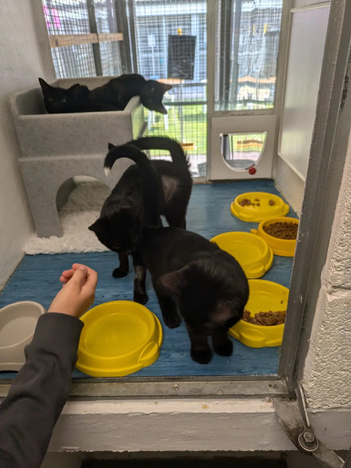 Cats Protection - West Midlands Cat Centre