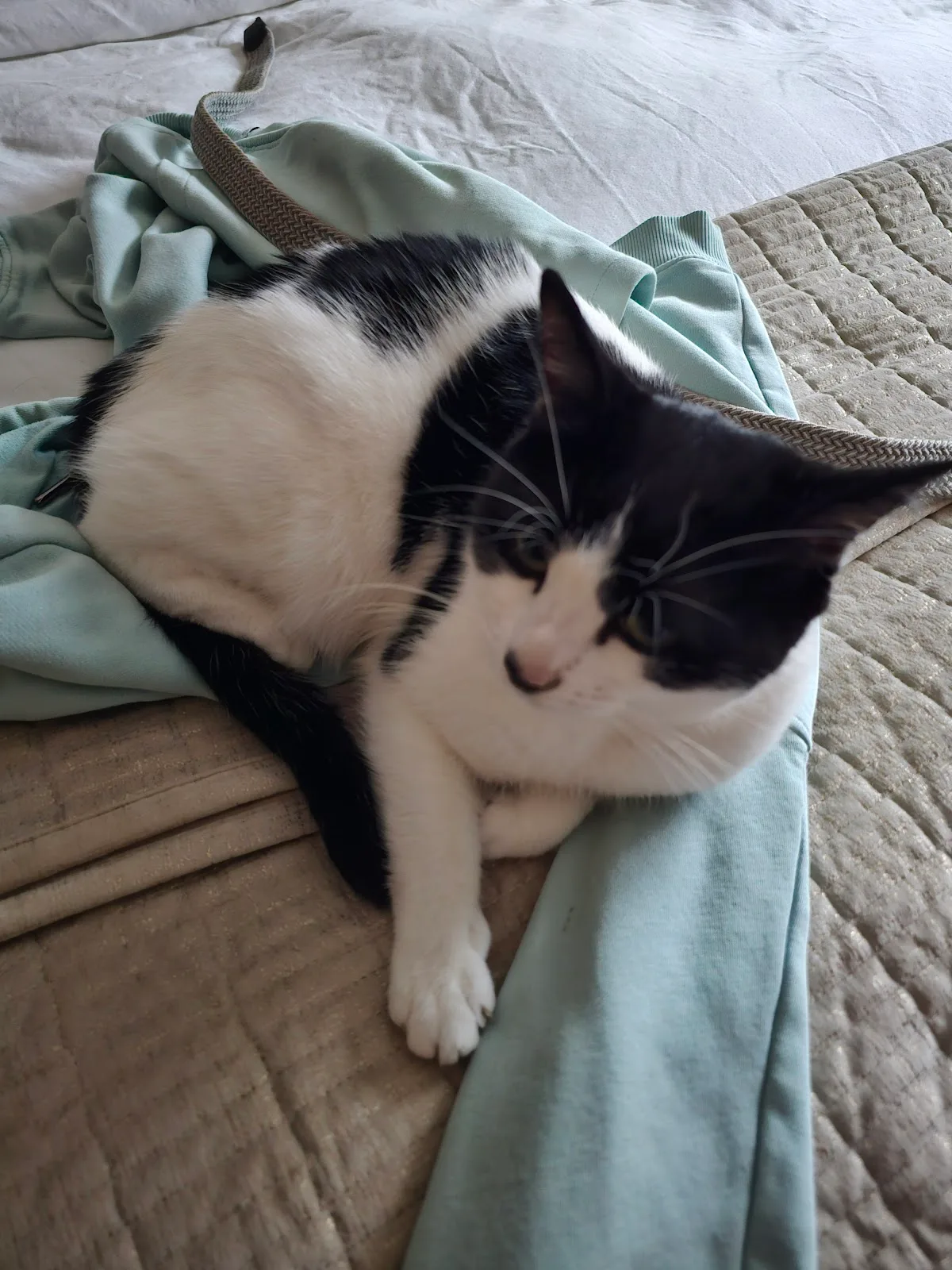 Cats Protection - West Midlands Cat Centre