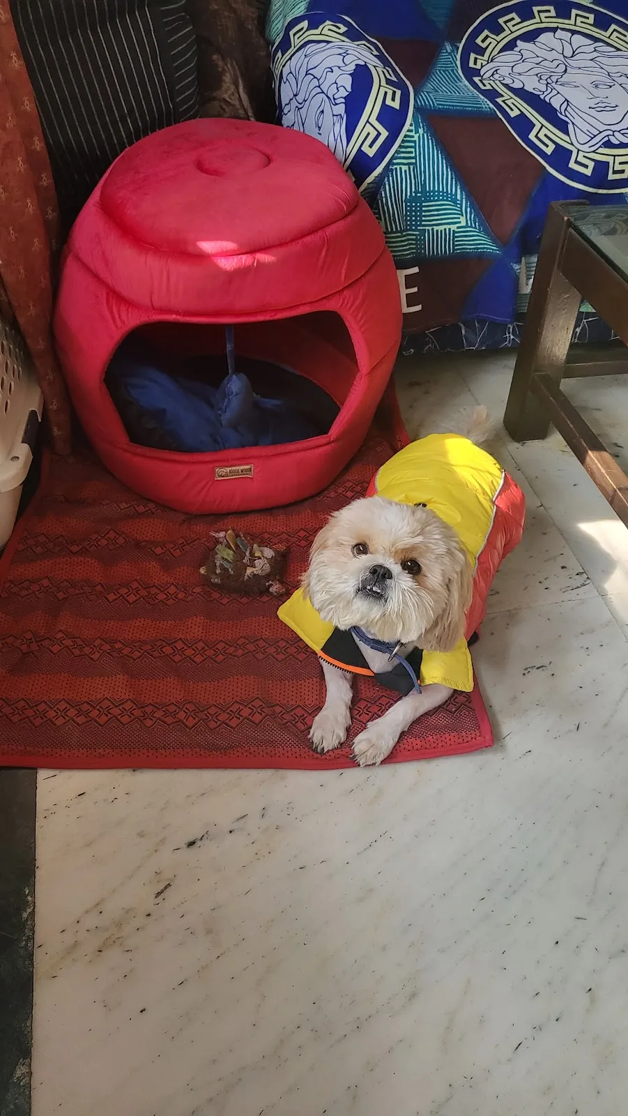 Attractions Petshop