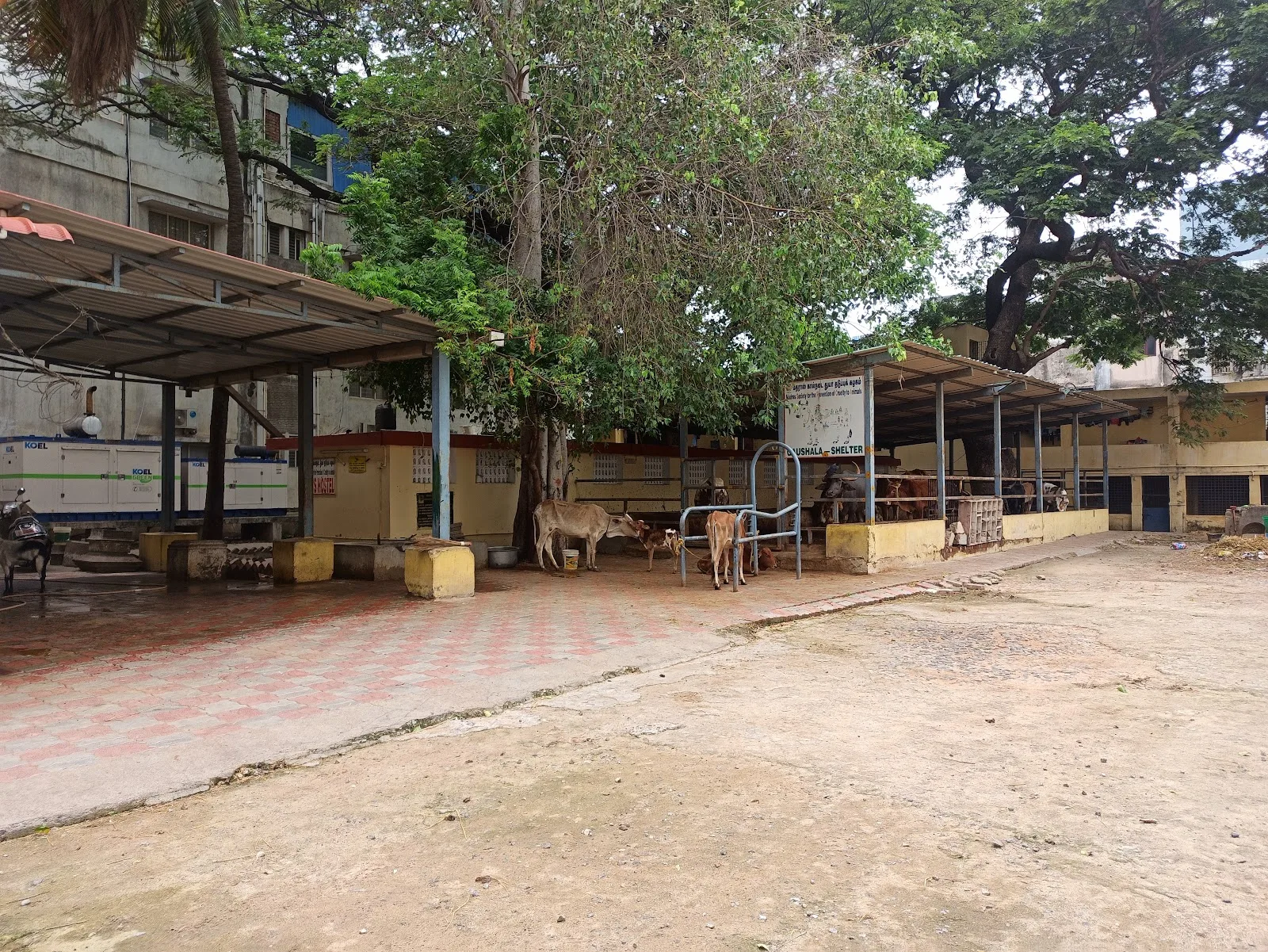 Society For The Prevention Of Cruelty To Animals