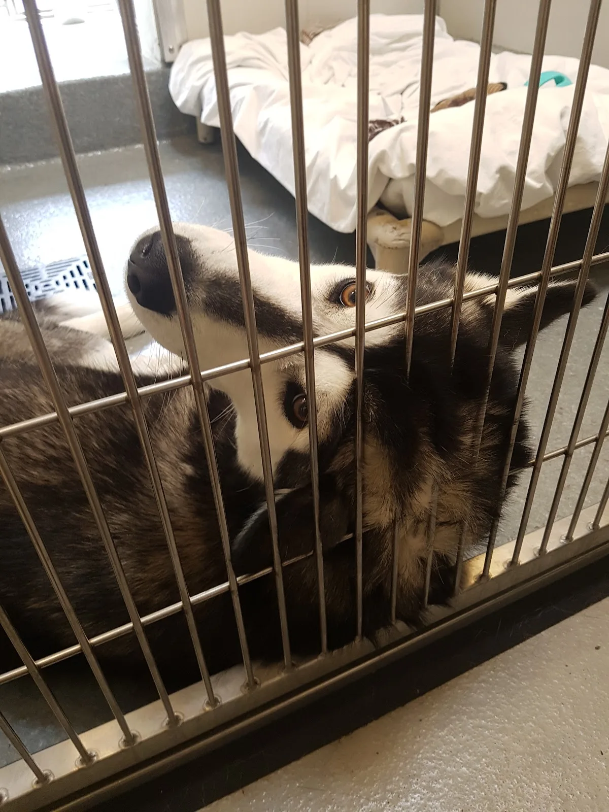 Surrey Animal Resource Centre