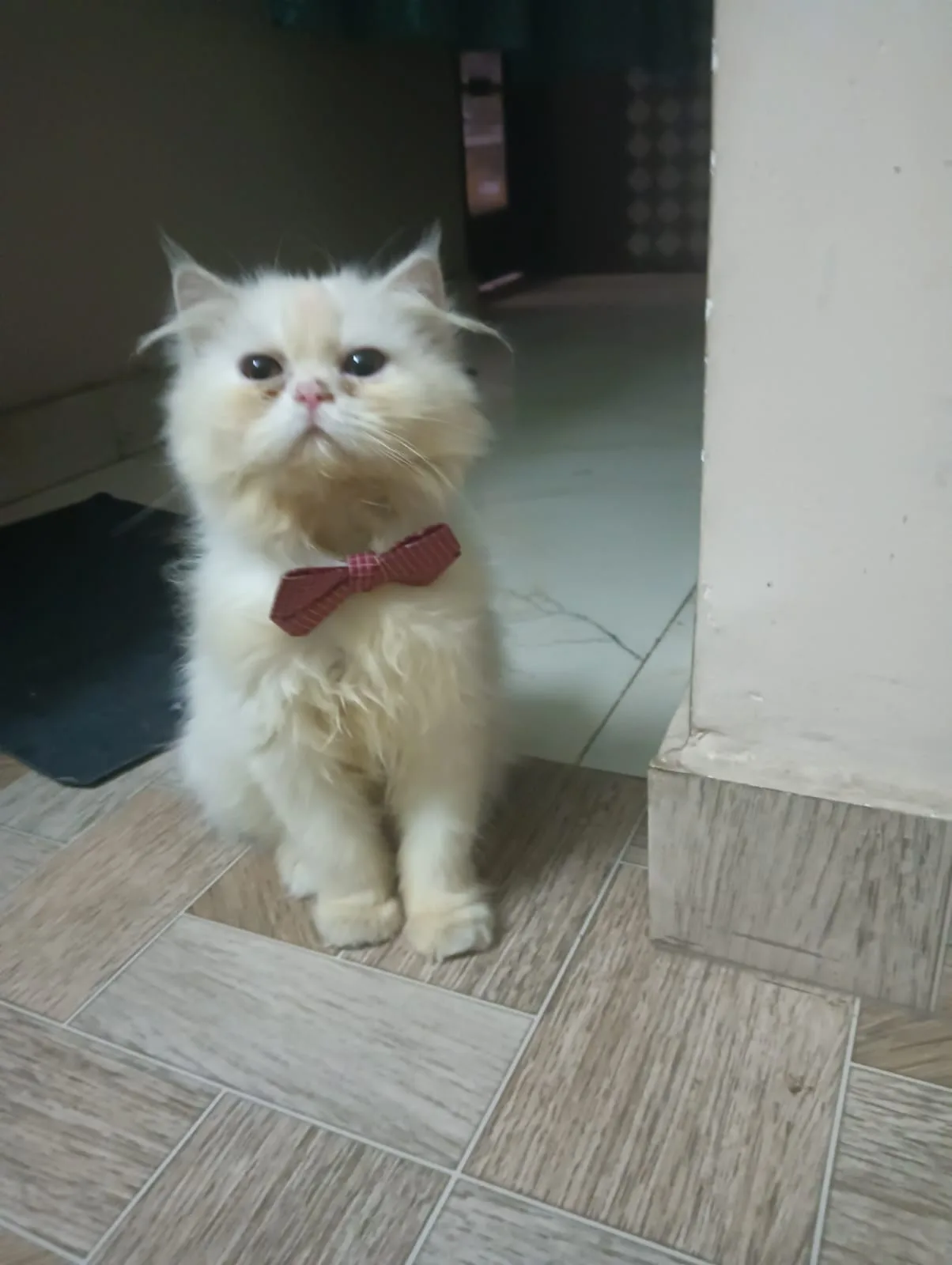 Fluffy Bliss Persian Cattery