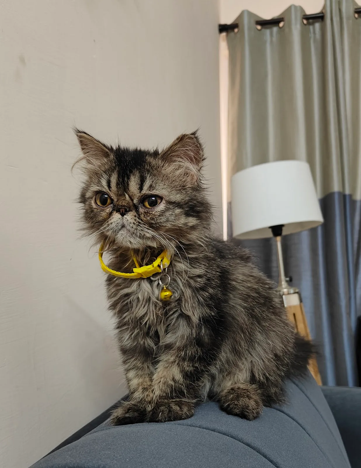 Fluffy Bliss Persian Cattery