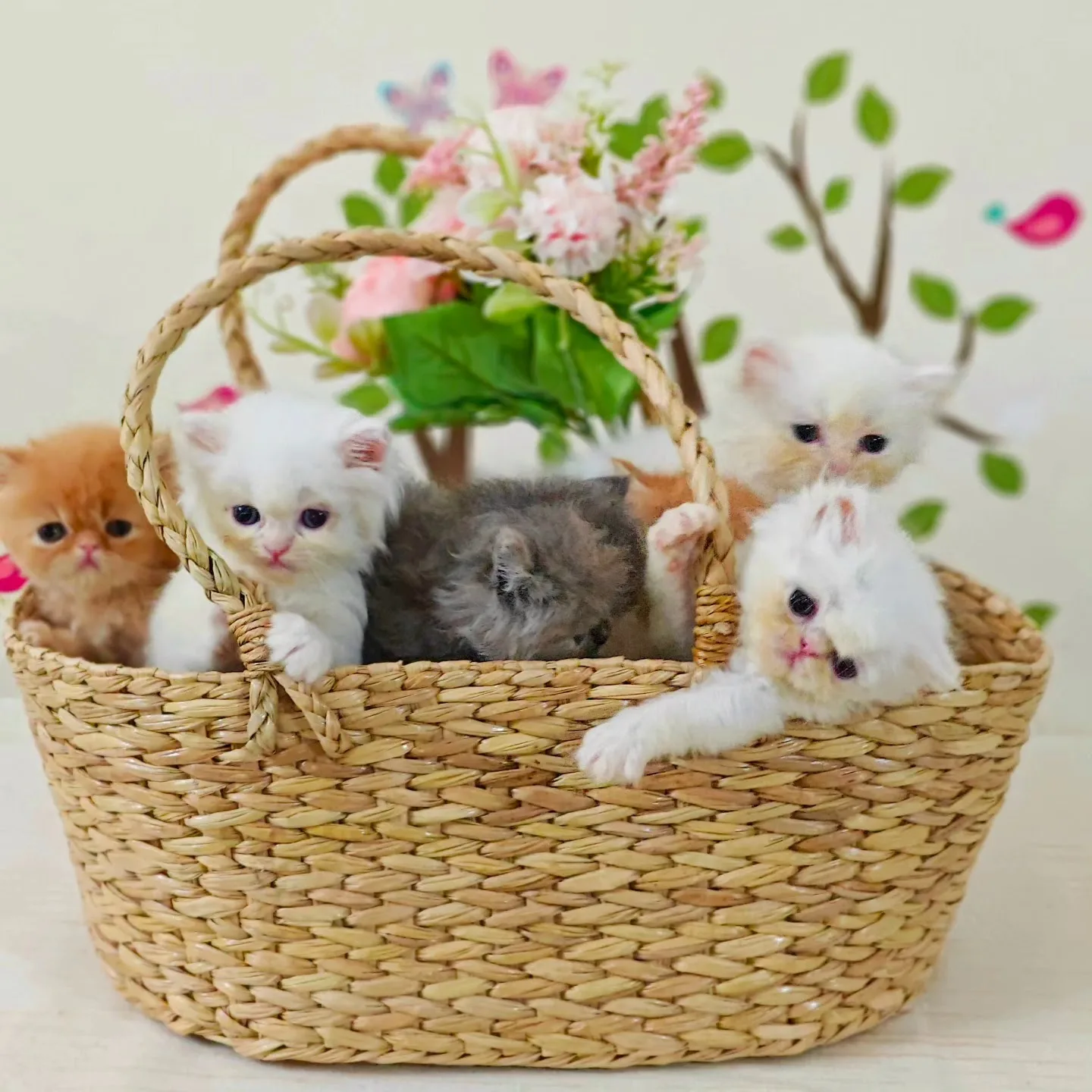 Fluffy Bliss Persian Cattery