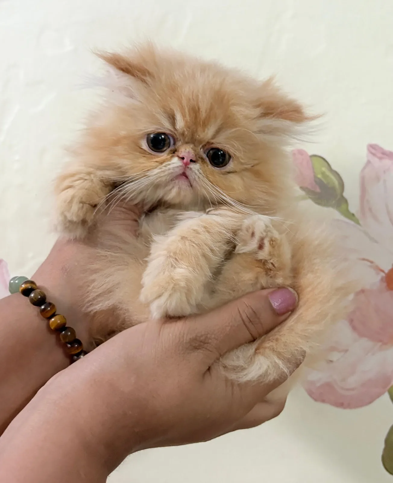 Fluffy Bliss Persian Cattery