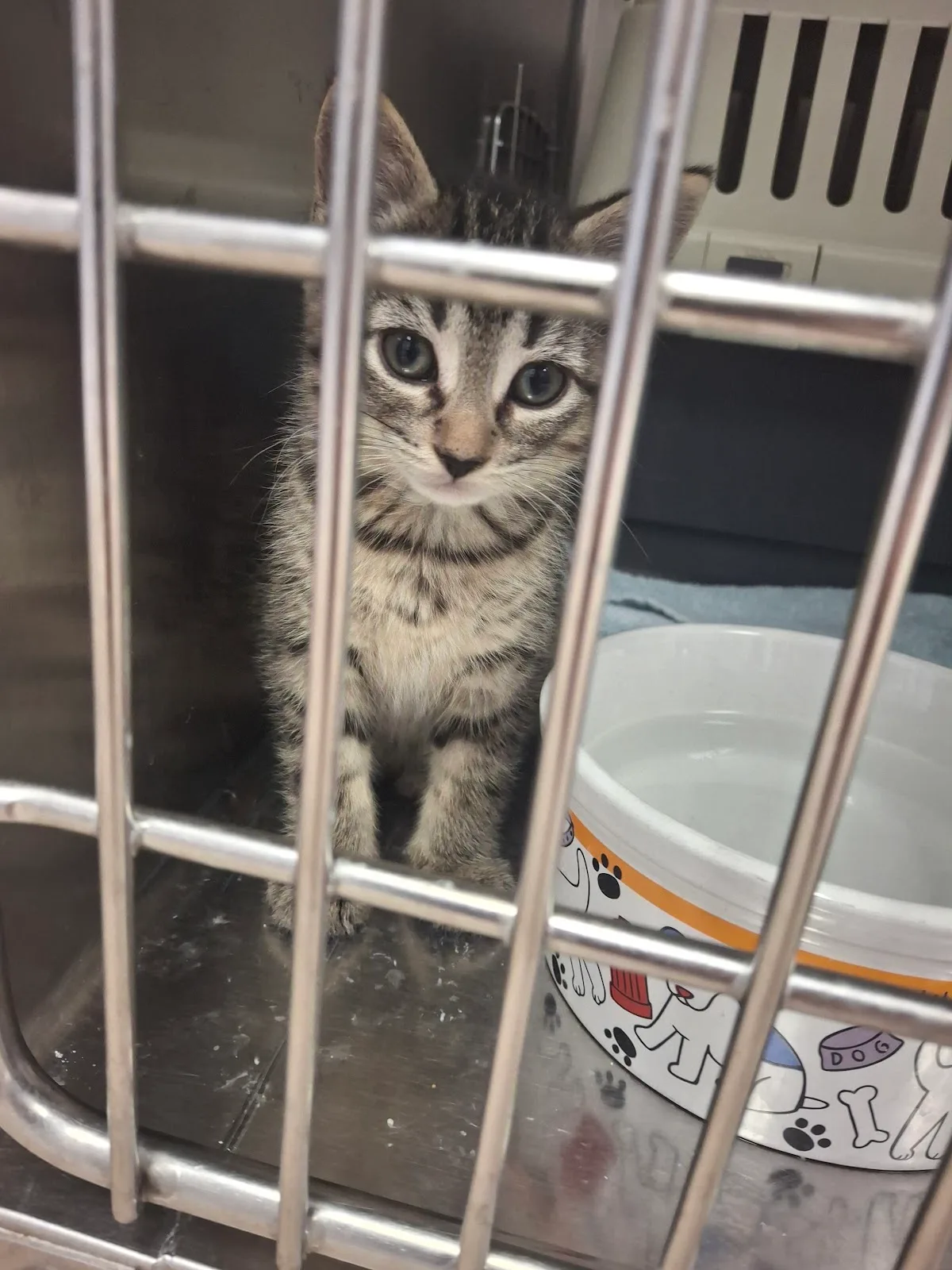 Toronto Humane Society