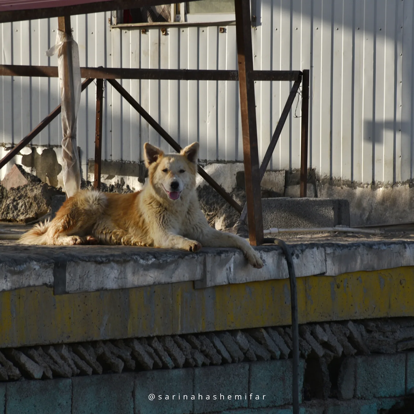 Asian-i-Zagros Shelter