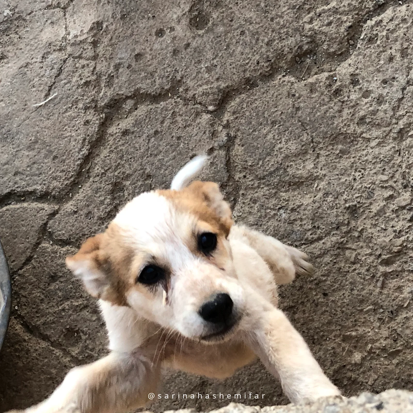 Asian-i-Zagros Shelter
