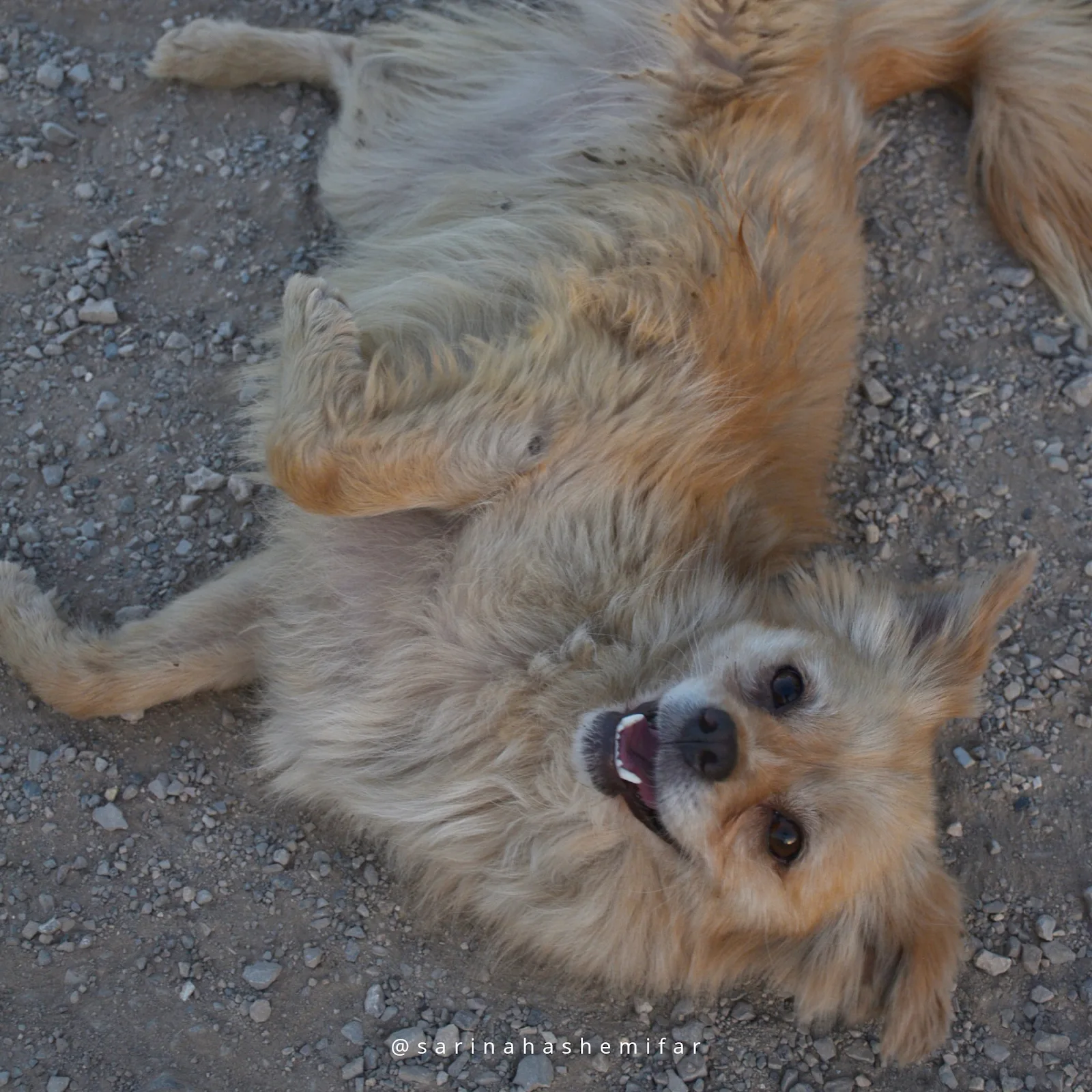 Asian-i-Zagros Shelter