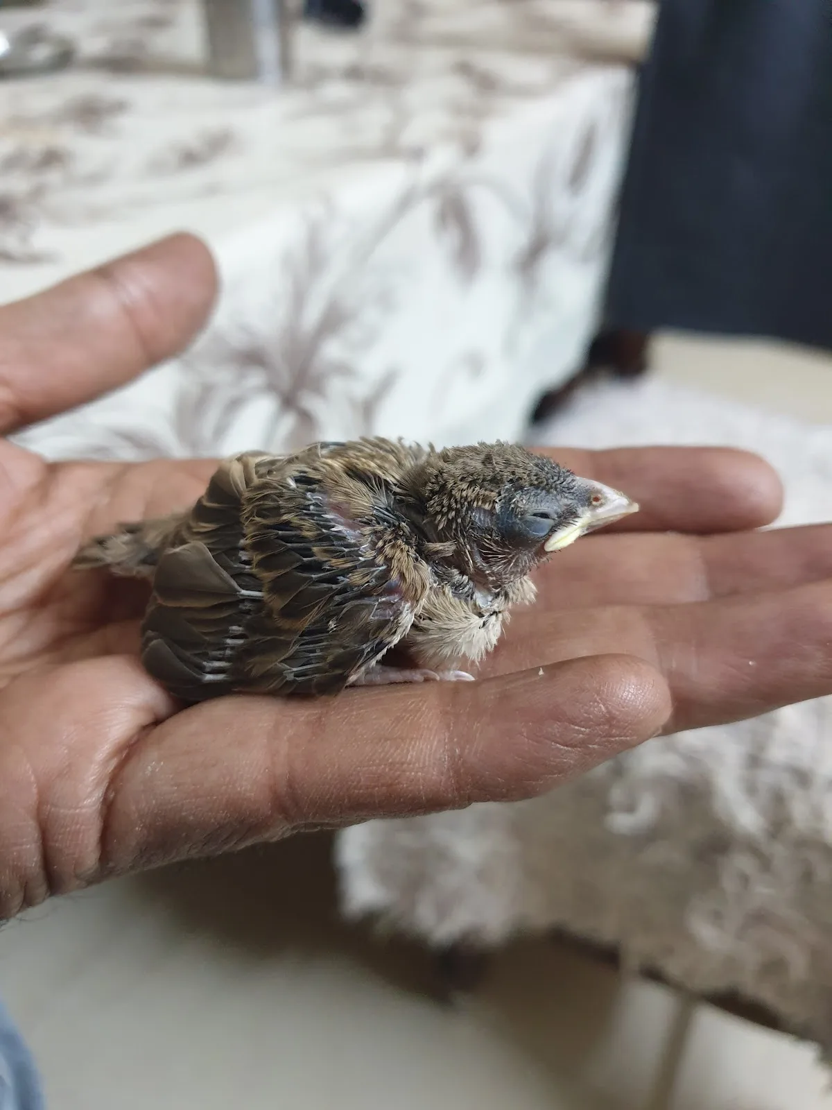 Animal Welfare And Rehabilitation Trust