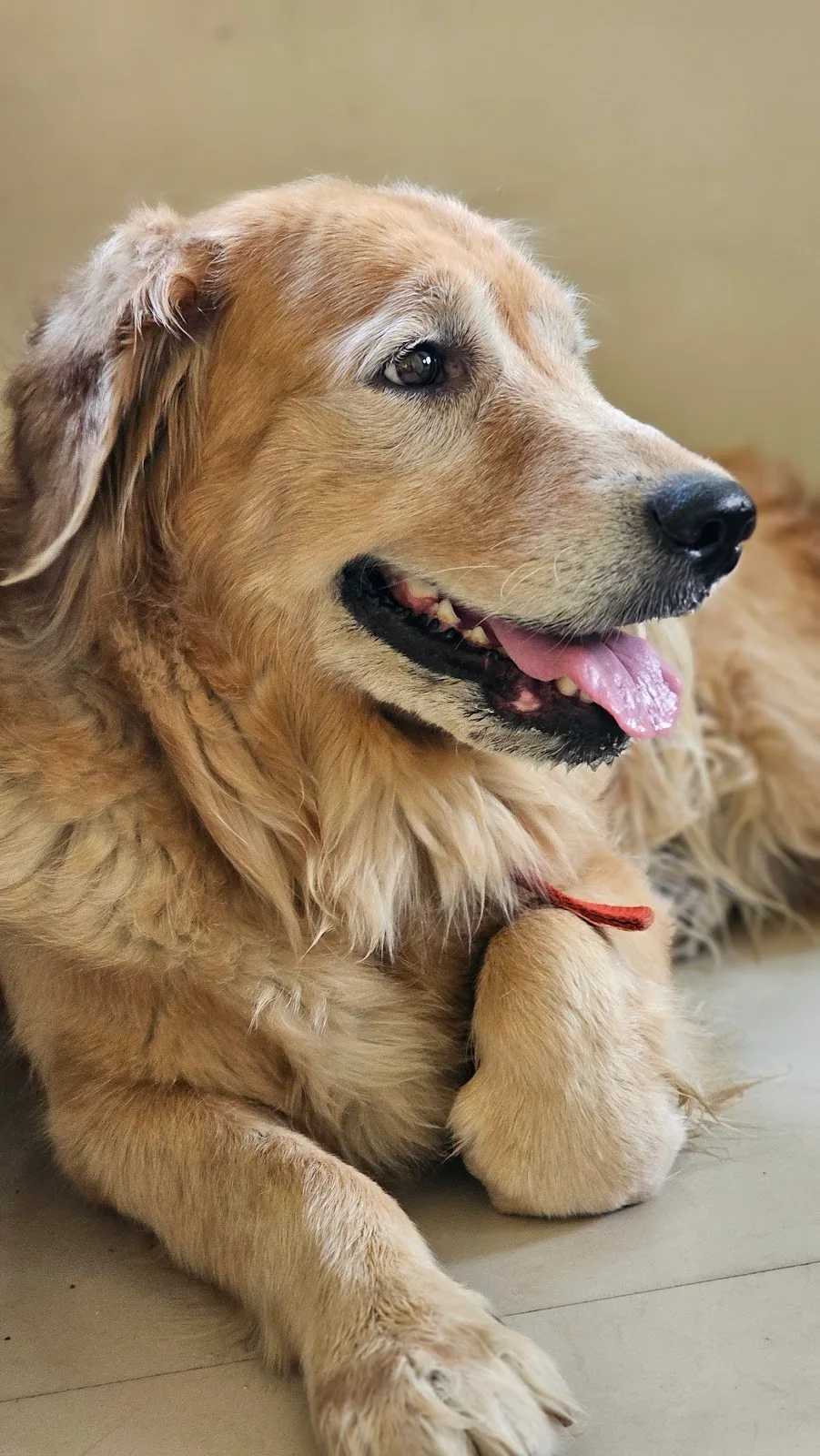 Animal Welfare And Rehabilitation Trust