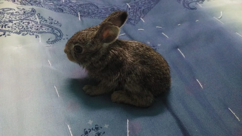 Animal Welfare And Rehabilitation Trust
