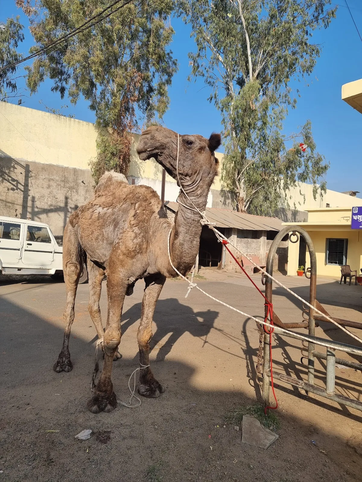 Animal Welfare And Rehabilitation Trust