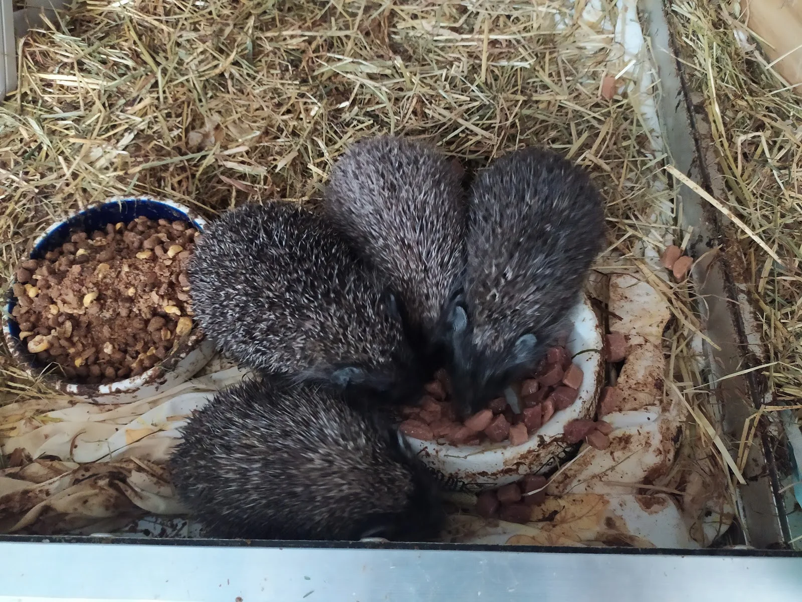 Homeless Animals