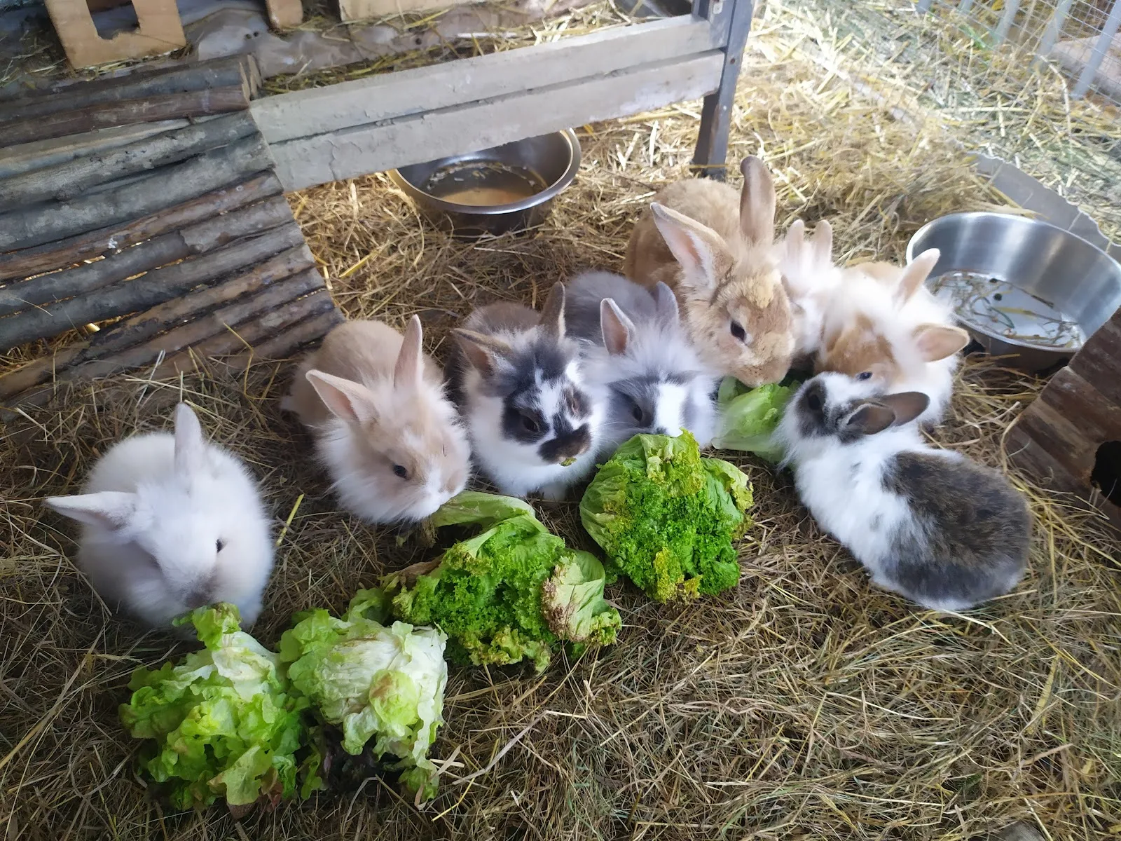 Homeless Animals